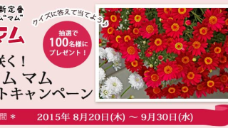 サントリーの洋菊シリーズ 3種類の花苗を100名様にプレゼント！